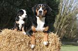 GRAND BOUVIER SUISSE 015